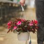New Guinea Impatiens – Super Sonic Sweet Cherry – 10″ Hanging Basket